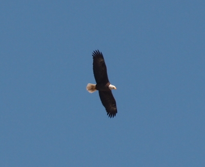 [The eagle flies from left to right with its front and back ends noticeably white.]